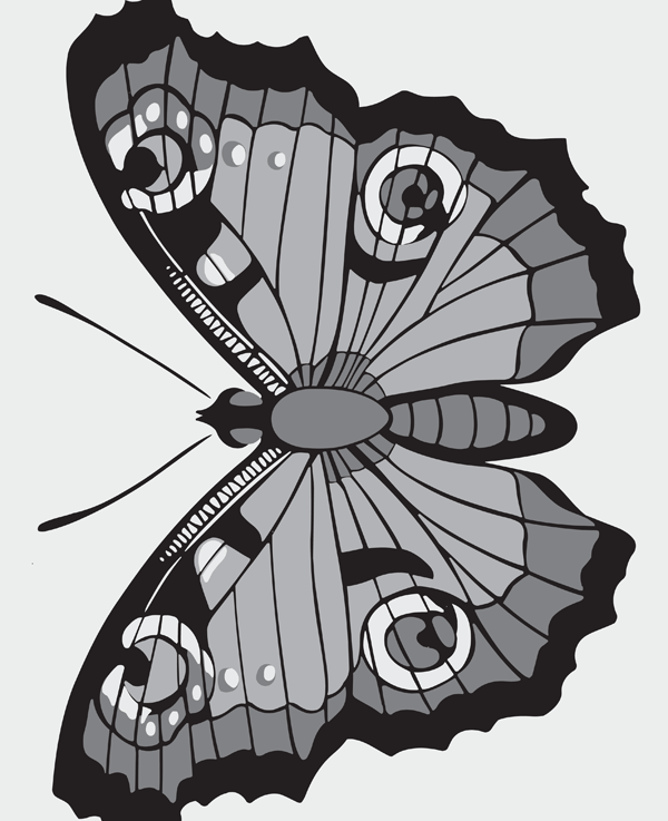 24. CO13 Butterfly